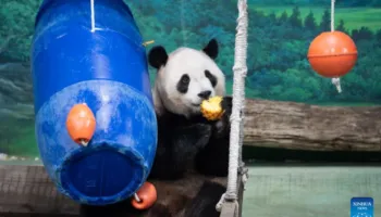 Yuanbao, pasardhësi më i vogël i pandave gjigante të kontinentit, feston ditëlindjen e 6-të