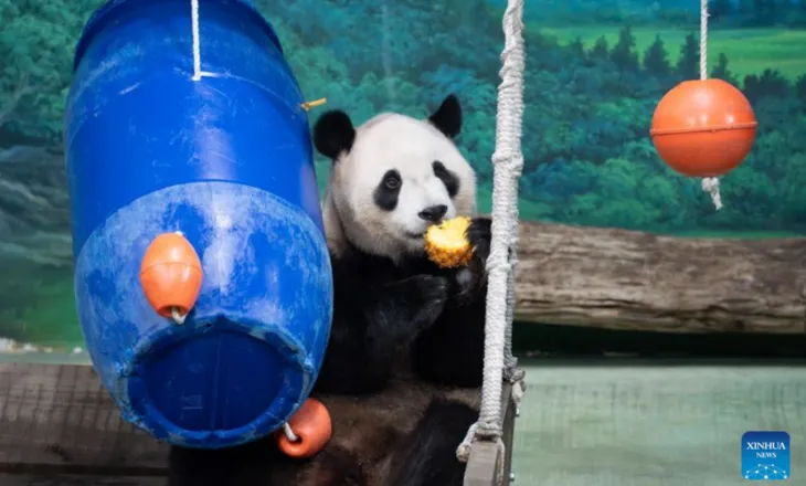 Yuanbao, pasardhësi më i vogël i pandave gjigante të kontinentit, feston ditëlindjen e 6-të