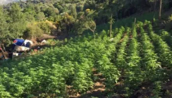 Zbulohen mbi 7 mijë rrënjë kanabis në fshatin Reç i Ri/ Pezullohen nga detyra shefi i Komisariatit Shkodër, shefi i Policisë Velipojë dhe Ndihmësspecialisti i zonës