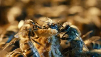 ‘Zgjedhjet’ në kosheren e bletëve: Si i kurorëzojnë bletët mbretëreshat e tyre