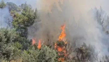 Zjarr në Hekal të Ballshit, digjen të mbjellat me ullinj, zjarrfikësit në terren