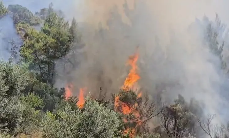 Zjarr në Hekal të Ballshit, digjen të mbjellat me ullinj, zjarrfikësit në terren