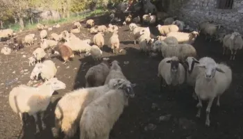 4 vatra me antraks në Gjirokastër e Përmet