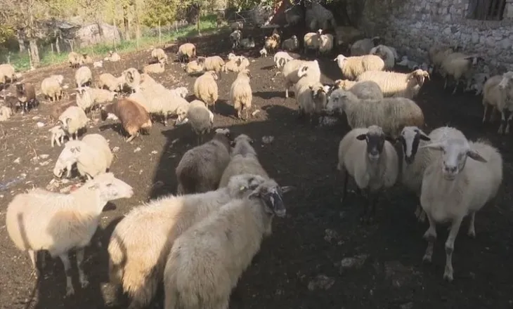 4 vatra me antraks në Gjirokastër e Përmet