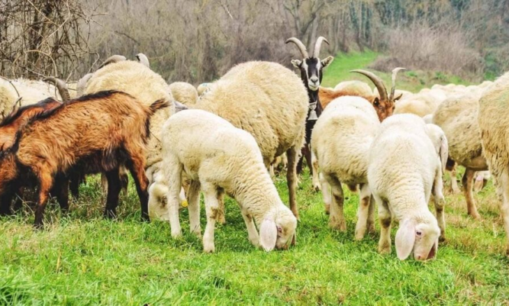 Alarm për blegtorinë në Kosovë/ Konfirmohen raste të lisë së dhenve dhe dhive në katër komuna