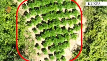 Babë e bir shpallen në kërkim për kultivim kanabisi në Kukës, procedohet edhe kryeplaku i fshatit