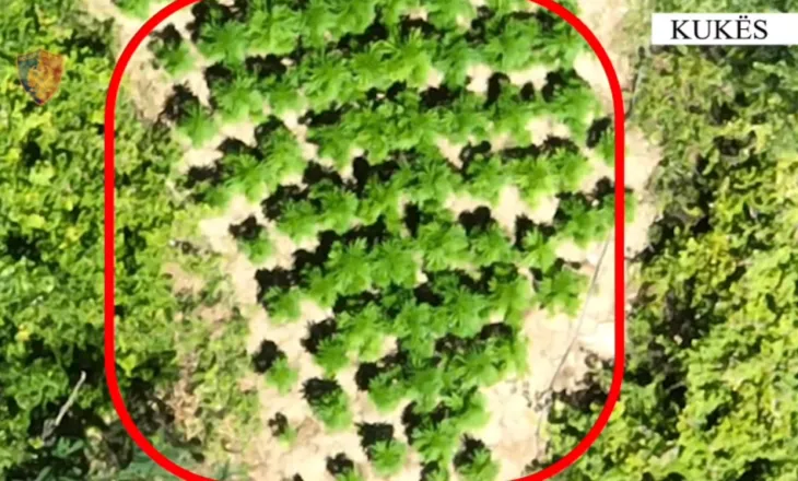 Babë e bir shpallen në kërkim për kultivim kanabisi në Kukës, procedohet edhe kryeplaku i fshatit