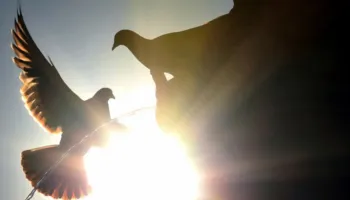 Belgjika regjistroi një numër rekord vdekjesh gjatë valës së të nxehtit në qershor
