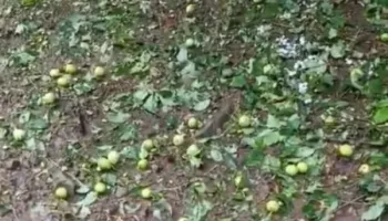 Breshëri bën kërdinë në Maliq, dëme të mëdha në të mbjellat në Orman