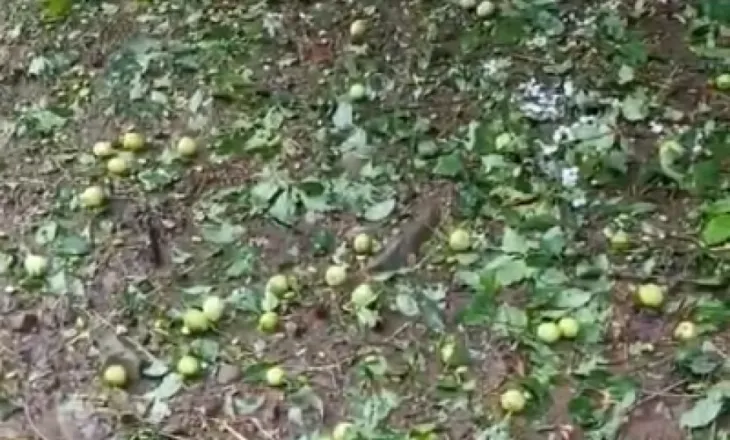 Breshëri bën kërdinë në Maliq, dëme të mëdha në të mbjellat në Orman