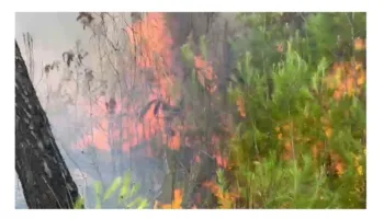 Çfarë po ndodh në Zvërnec? Zjarri përfshin pyllin me pisha shumëvjeçare