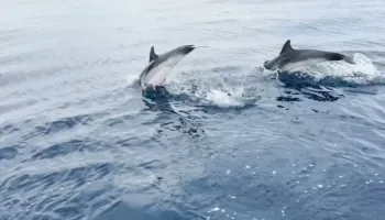 Delfinët “pushtojnë” Gjirin e Vlorës, spektakël i rrallë për turistët në udhëtimin drejt Sazanit