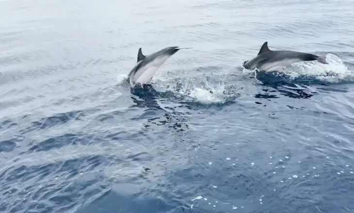 Delfinët “pushtojnë” Gjirin e Vlorës, spektakël i rrallë për turistët në udhëtimin drejt Sazanit