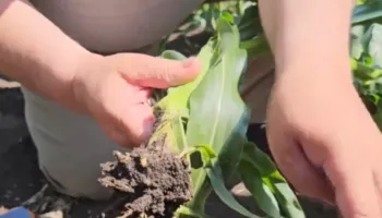 Dëmet nga insekti në bujqësi, fermerët e Korçës që kanë mbjellë misër po përballen me situatë të vështirë