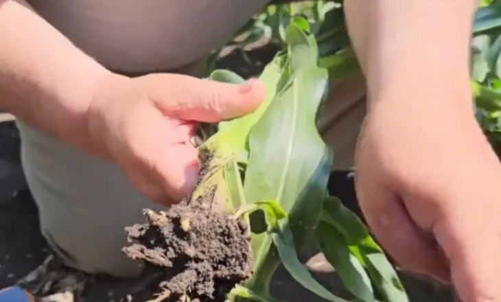 Dëmet nga insekti në bujqësi, fermerët e Korçës që kanë mbjellë misër po përballen me situatë të vështirë