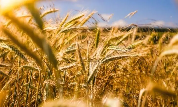Do zgjasë 6 javë dhe kushton 11 milionë euro, kreu i INSTAT: Në tetor nis Censi i bujqësisë dhe blegtorisë