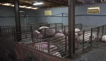 Ethet afrikane prekin derrat në Serbi, shpallet gjendje e jashtëzakonshme