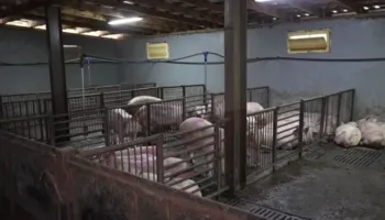 Ethet afrikane të derrit, Serbia shpall gjendjen e jashtëzakonshme në disa zona të vendit