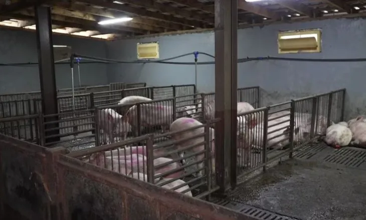 Ethet afrikane të derrit, Serbia shpall gjendjen e jashtëzakonshme në disa zona të vendit