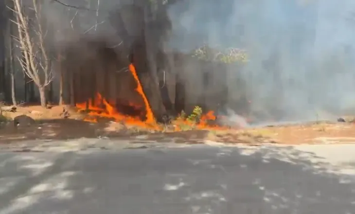 Flakët përfshijnë Pyllin e Sodës, Vlora mbulohet nga tymi, zjarrfikësit përpiqen ta ndalin
