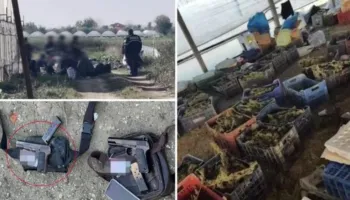 GJKKO dënon me mbi 111 vite burg 17 anëtarët e grupit që kultivoi 1.8 ton kanabis në Berat