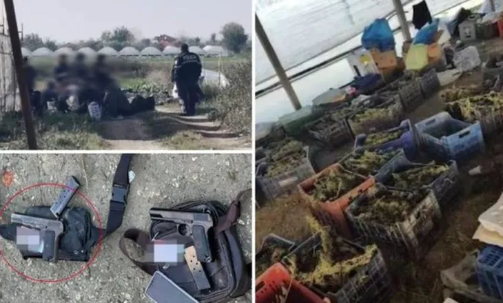 GJKKO dënon me mbi 111 vite burg 17 anëtarët e grupit që kultivoi 1.8 ton kanabis në Berat