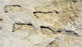 Gjurmët e fosilizuara zbulojnë jetën shoqërore të paraardhësve të njeriut
