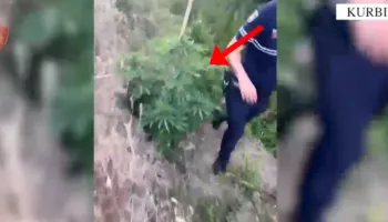 Goditen tre raste të kultivimit të kanabisit në Kurbin e Mirëditë, në pranga 3 persona