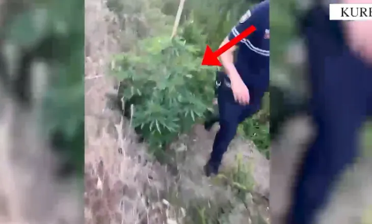 Goditen tre raste të kultivimit të kanabisit në Kurbin e Mirëditë, në pranga 3 persona