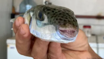 Greqia njofton shpërblim për kapjen e peshkut sferik invaziv
