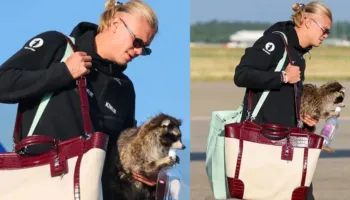 Haaland rikthehet nga Kupa e Botës me një “suvenir” të pazakontë, rakuni me uiski bëhet viral në rrjet, ja emri që i zgjodhën fansat