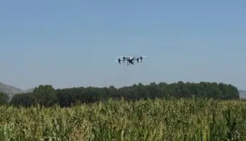 Insektet po dëmtojnë të mbjellat, nis spërkatja me dron