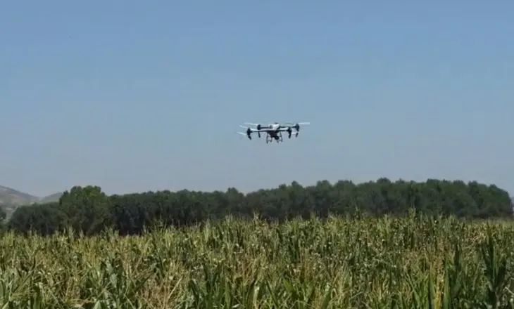Insektet po dëmtojnë të mbjellat, nis spërkatja me dron