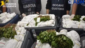Kapen 216 kilogramë khat në aeroport, droga ishte fshehur në shtatë valixhe të një pasagjeri izraelit