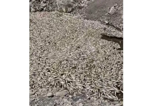 Katastrofë mjedisore në Maliq/ Ngordhje masive e peshqve, në rezervuarin e Gjinikasit