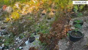 Kishte mbjellë vazo me kanabis në kanionet e Progonatit, pranga 57-vjeçarit