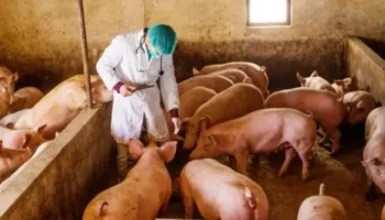 Konfirmohet murtaja afrikane e derrave në Serbi, do të asgjësohen 11 mijë krerë