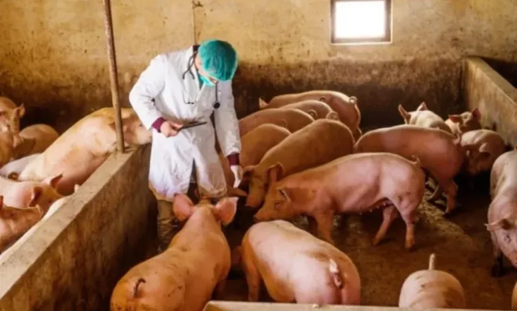 Konfirmohet murtaja afrikane e derrave në Serbi, do të asgjësohen 11 mijë krerë