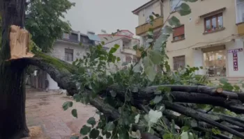 Korçë/ Pema rrezohet në trotuar, bllokon kalimin e këmbësorëve