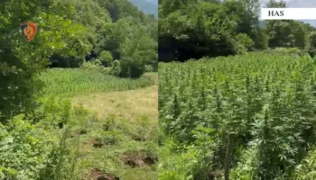 Kukës, Policia e Shtetit: Vijon operacioni i koduar “Territor i Pastër”, kundër kultivimit të bimëve narkotike.