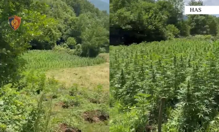 Kukës, Policia e Shtetit: Vijon operacioni i koduar “Territor i Pastër”, kundër kultivimit të bimëve narkotike.