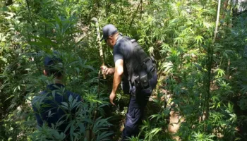 Kultivonin kanabis, pranga 31-vjeçarit në Krujë, në kërkim bashkëpunëtori