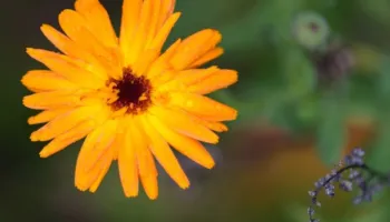 Lule Calendula: Një ‘superushqim’ i pasur me fibra dhe proteina