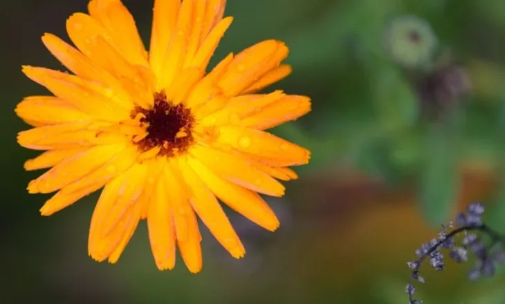 Lule Calendula: Një ‘superushqim’ i pasur me fibra dhe proteina
