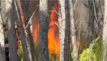 Mbi 5 hektarë pyll i djegur në Vlorë, zjarri në Pyllin e Sodës drejtë shuarjes