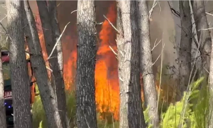 Mbi 5 hektarë pyll i djegur në Vlorë, zjarri në Pyllin e Sodës drejtë shuarjes