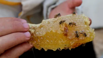 Mjalti mes rrënojave, bletarët e Gazës përballen me një realitet të ri pas luftës –