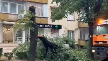 Moti i keq në Korçë/ Era e fortë rrëzon pemën në mes të bulevardit, rrezikohet jeta e kalimtarëve