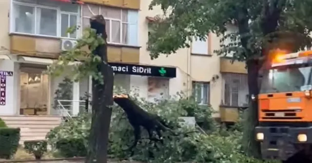 Moti i keq në Korçë/ Era e fortë rrëzon pemën në mes të bulevardit, rrezikohet jeta e kalimtarëve