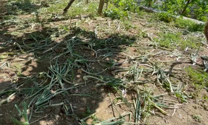“Na është përmbytur çdo gjë”/ Breshëri shkatërron të mbjellat në Këlcyrë, fermerët kërkojnë ndihmë nga shteti